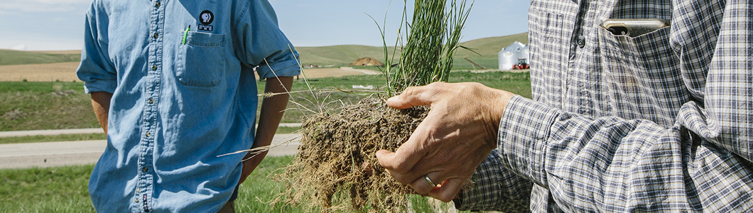 A man holds a plant by the root ball.