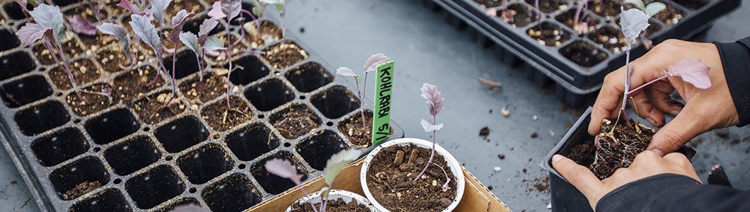 A gardener tends to a segment of kohlrabi sprouts.