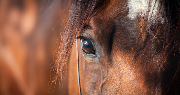 Equine Science