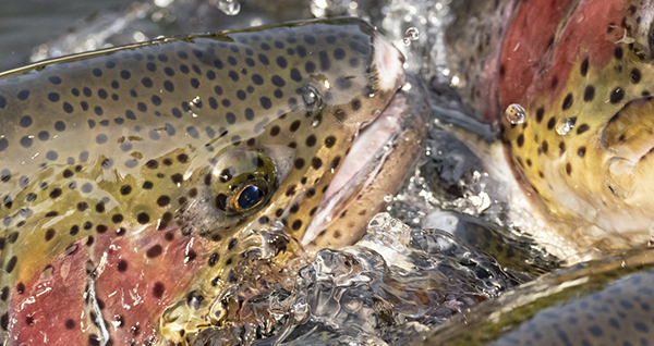 Fish & Wildlife Biology