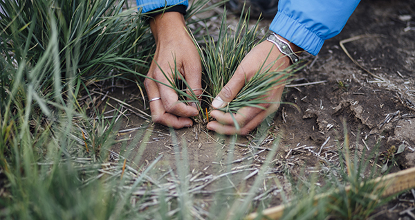 Land Resources & Environmental Sciences