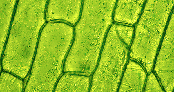 Plant Biology