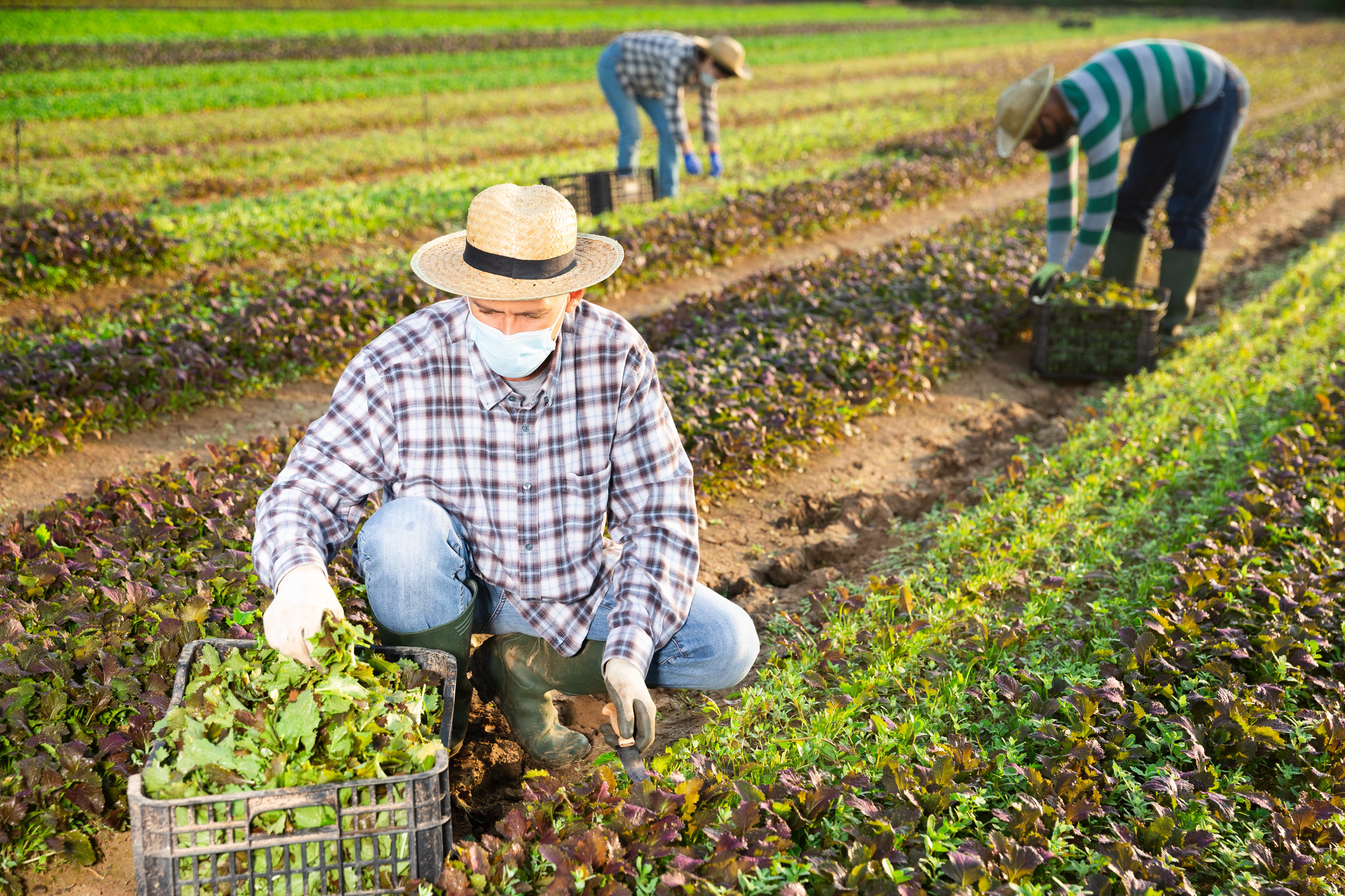 Farm Labor and COVID