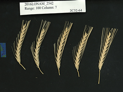 barley heads