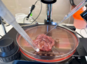 Gastric tissue explant on the stage of a stereomicroscope set up for pH profiling