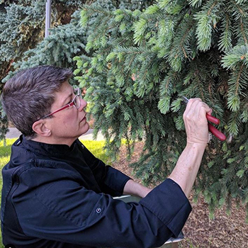 woman trimming an edible plant