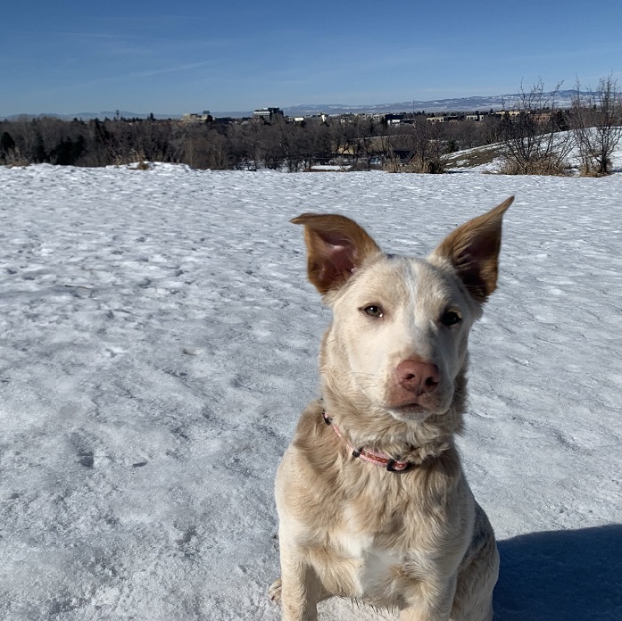 Dog in snow