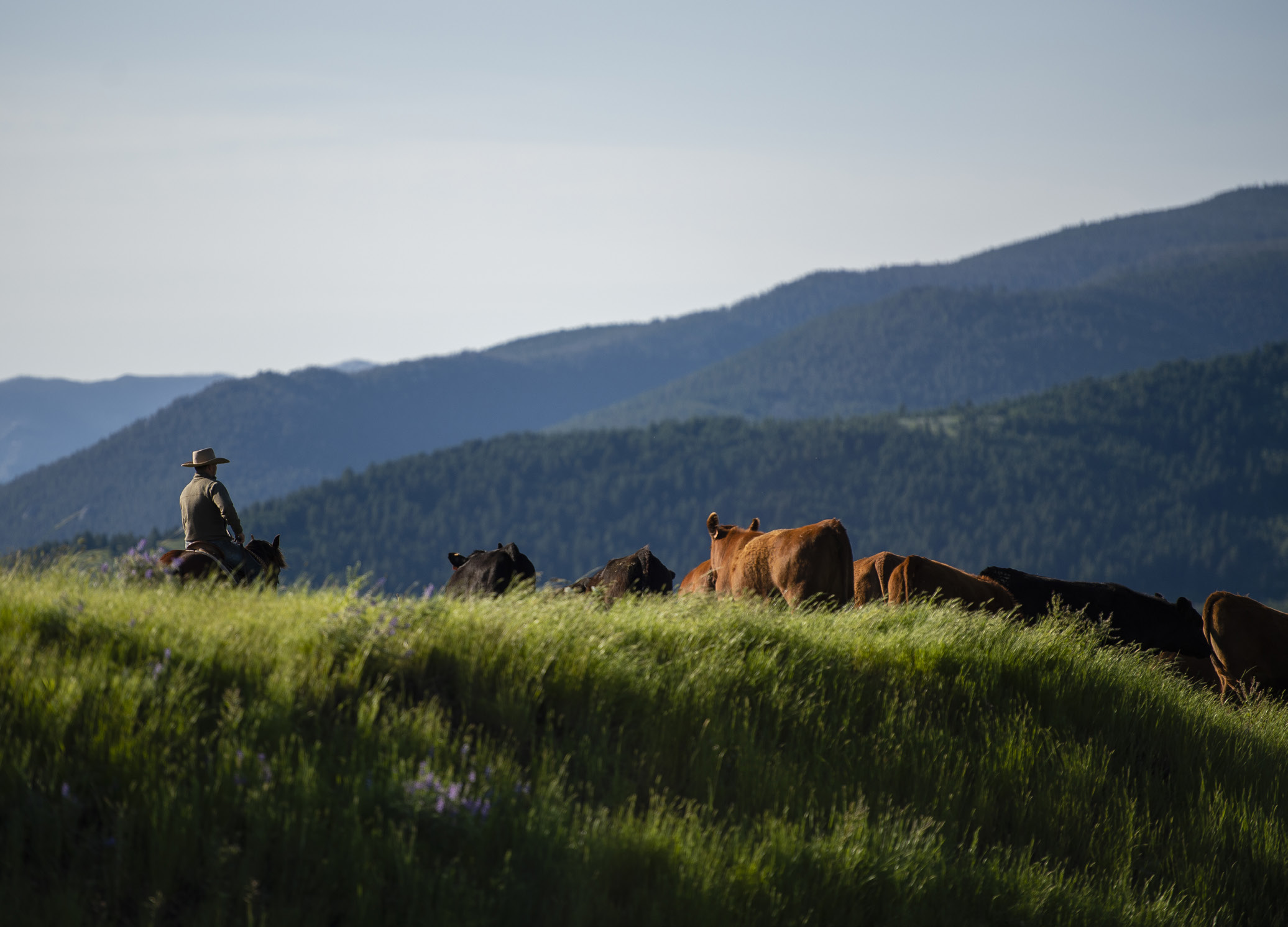 Farmer with Cattle