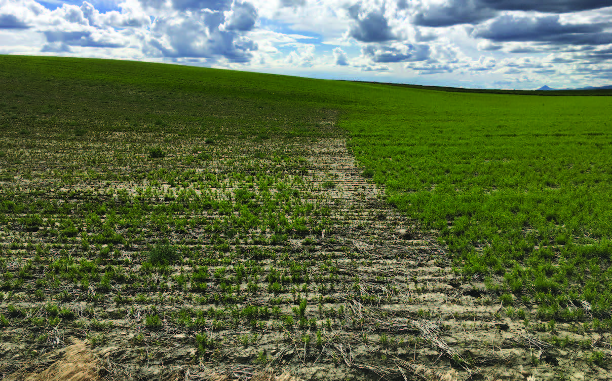 field with lentils