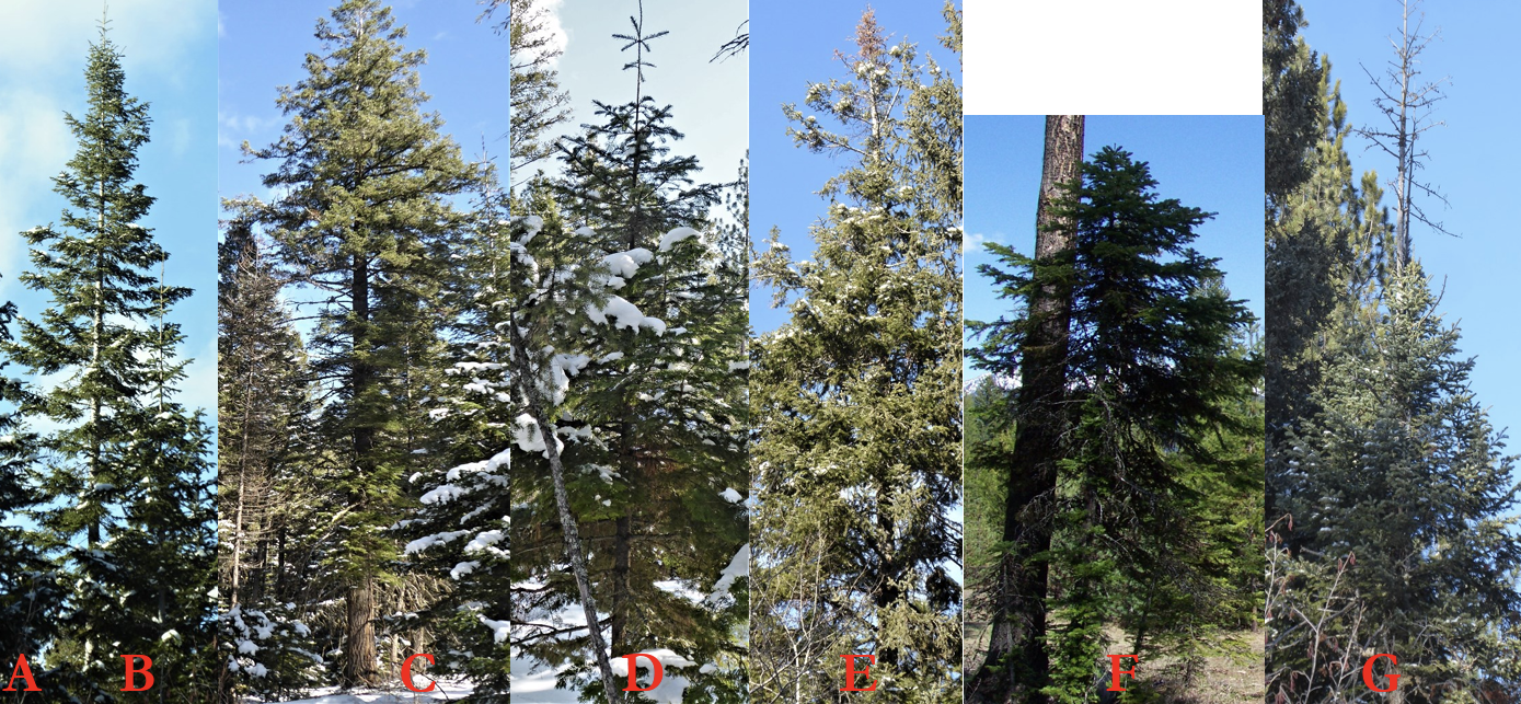 A horizontal composite of seven photos, labeled A through G, depicting various conifer trees in different structural and health states. The image labeled A is a tall, slender evergreen with a very sharp, pointed top and light snow on its branches against a clear sky. The image labeled B is a large, mature conifer with a thick, straight trunk and a broad, symmetrical canopy. A image labeled C is a close-up view of evergreen branches heavily laden with thick, patches of snow. The image labeled D is a tree with a "spike top" or dead leader, where the top few feet are bare wood. The image labeled E is a dense evergreen growing very close to the massive, dark bark of a much larger tree trunk. The image labeled F is a healthy, dark evergreen with a full, lush canopy extending nearly to the ground. The image labeled G is a tree in severe decline or dead, with a skeletal, top and only a small amount of foliage remaining on the lower branches