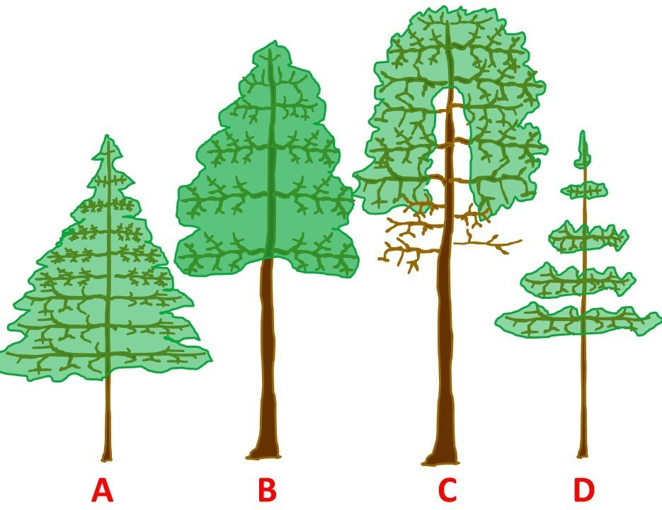A horizontal digital illustration of four tree crown models labeled A through D, demonstrating different levels of foliage density and vertical distribution. The image labeled A is a wide, full-skirted triangular crown with dense foliage reaching almost to the base of the trunk. The image labeled B is a tall, standard triangular crown with a clear section of bare trunk visible at the bottom. The image labeled C is a large, rounded crown where the foliage is concentrated at the top and sides, leaving the interior branches near the trunk bare. D: A very sparse and "lacy" crown with significant gaps between thin layers of foliage along a slender trunk.
