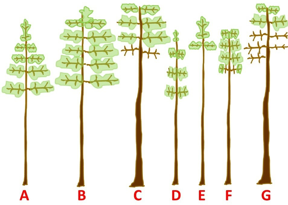 An educational diagram featuring seven simplified tree illustrations labeled A through G. This chart visualizes different patterns of crown density and foliage distribution used for forest health assessment. Trees labeled A and B represent full, healthy crowns with foliage extending across most branches. The tree labeled C shows a full crown but with a thicker. Tree labeled D displays a sparse, fragmented crown with small patches of scattered along the trunk. Tree labeled E illustrates "top-heavy" foliage, where only the very peak of the tree remains full. Trees labeled F and G show varying degrees of thinning and dieback, with some lower branches appearing bare while foliage is concentrated in the upper sections