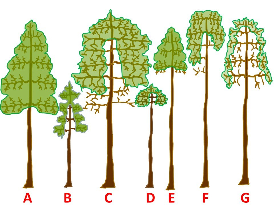A digital illustration of seven tree diagrams, labeled A through G, representing different crown structures and foliage densities. The image labeled A is a tall tree with a full, symmetrical triangular crown. The image labeled B is a shorter, slender tree with a sparse, segmented crown. The image labeled C is a large tree with a very wide, dense canopy that covers most of its upper half. The image labeled D is a small, thin tree with a minimal, rounded crown at the very top. The image labeled E is a tall, thin tree with a small triangular crown concentrated at the peak. The image labeled F is a tall tree with a "lollipop" shape, featuring a dense rounded crown and several bare lower branches. The image labeled G is a tall tree with a high, drooping canopy that leaves most of the trunk exposed
