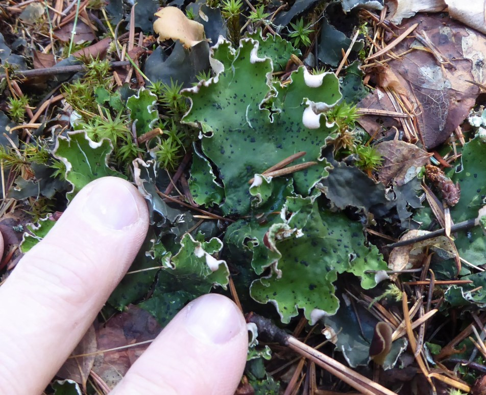 Two human fingers point toward a vibrant, leafy lichen (Peltigera species) growing on a forest floor. The lichen has ruffled, lobe-like edges and is speckled with small dark spots, surrounded by pine needles and moss.