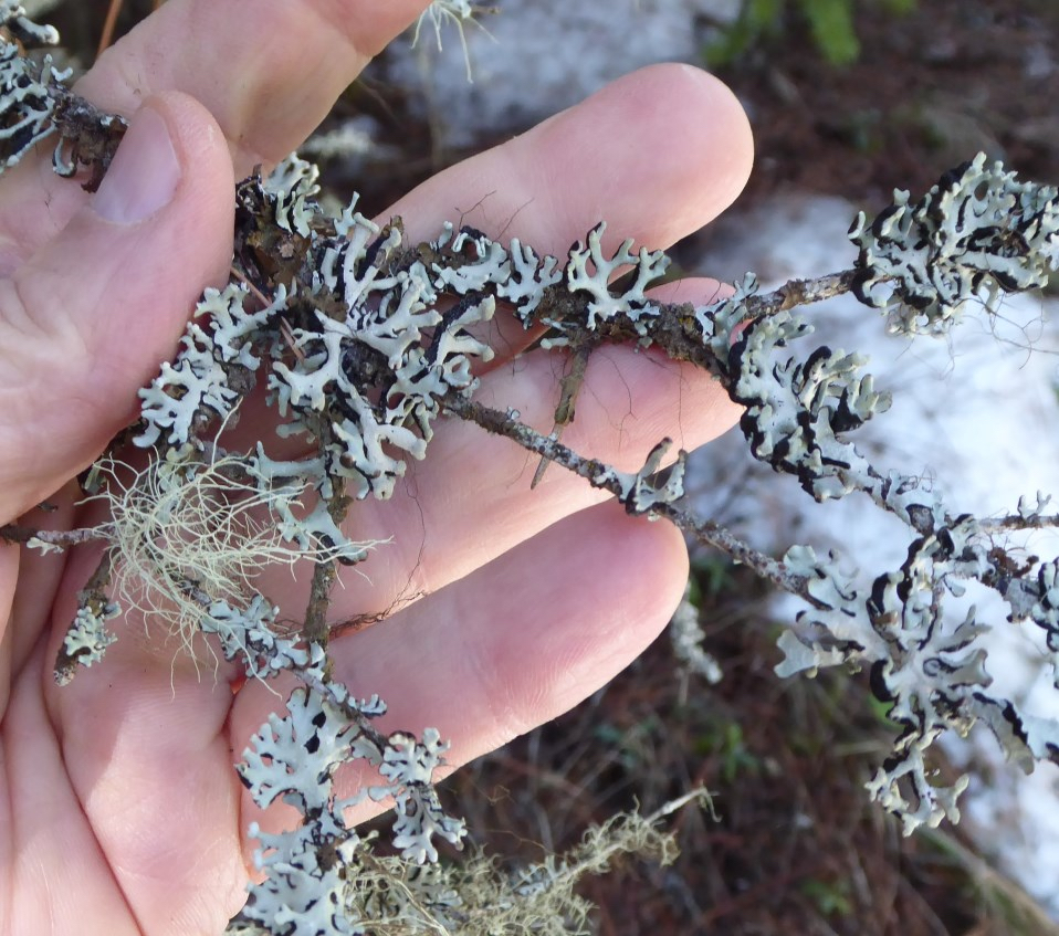 A human hand holds a thin, twiggy branch covered in light gray, antler-like lichen. The lichen has a dark underside that contrasts with its pale upper surface. A small, tangled cluster of fine, hair-like lichen is also attached to the branch