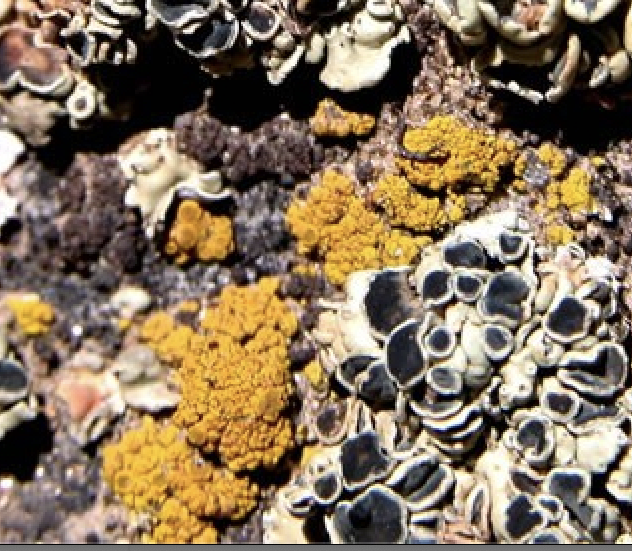 An extreme close-up of colorful lichens on a dark rock. Bright extured crusts sit alongside clusters of cup-shaped lichens featuring dark centers and pale, raised edges 