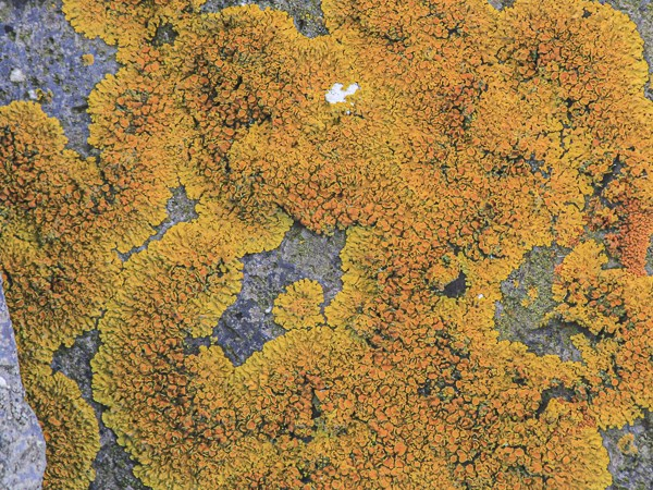 A top-down view of vibrant crustose lichen spreading across a gray stone surface. The lichen forms a dense, textured carpet of small, overlapping scales and circular patterns, with some areas of the bare rock peeking through the gaps