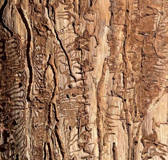 a tree trunk with grooves and channels that look like squiggly lines made by beetles.