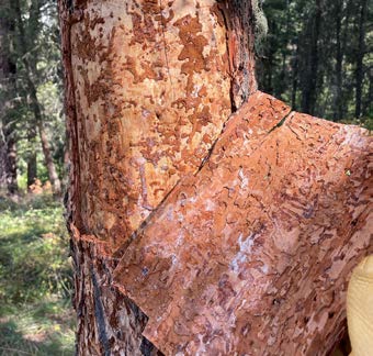 a section of bark removed from a tree trunk shows wider tunnels made by wood borers.