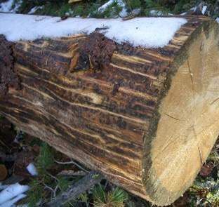 The side and of a downed tree show tunnels under the bark running parallel to the tree