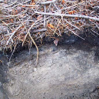 A close-up image of a soil pit from a dense intact forest highlights a relatively thin layer of dark organic soil matter on top of a thick, light-colored mineral layer.