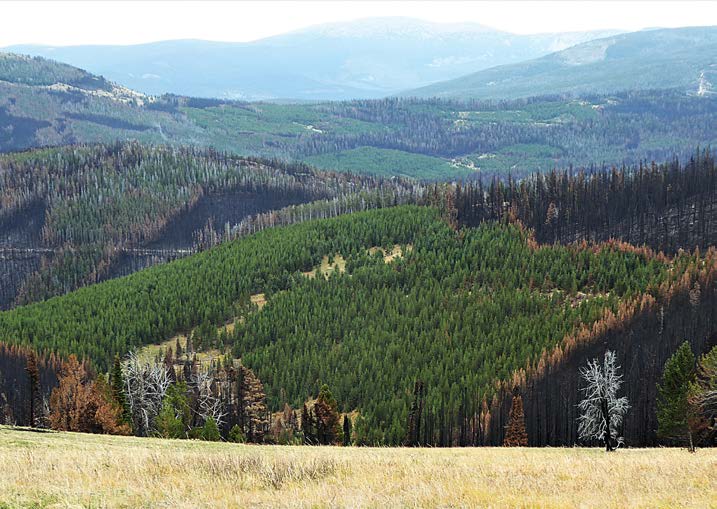 Photograph of a mountainous forested landscape showing a mosaic of green regenerating conifer stands, areas of standing dead trees, and patches of burned forest. A dense, young conifer stand occupies the center of the image, surrounded by darker areas containing fire-killed or dead trees with sparse canopies. A grassy meadow is visible in the foreground, while rolling forested hills and mountain ridges extend into the background.