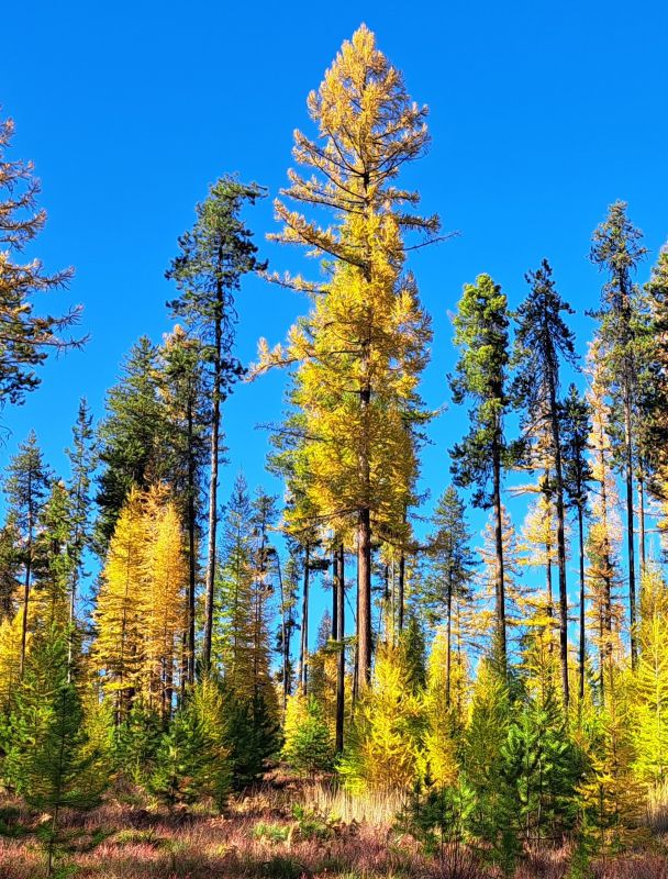 mffn 25 cover image Photograph of a conifer forest in the fall with a wide variety of tree heights. Some trees have yellow needles because they are larch, or tamarack, trees, which loose their needles every year..