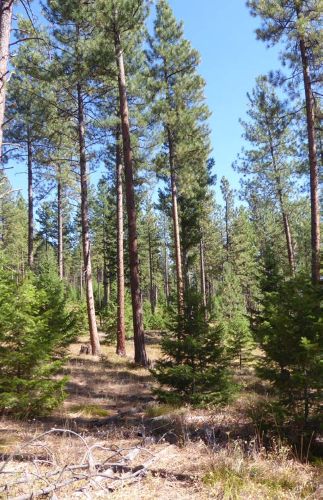 Photo of a conifer forest in summer.
