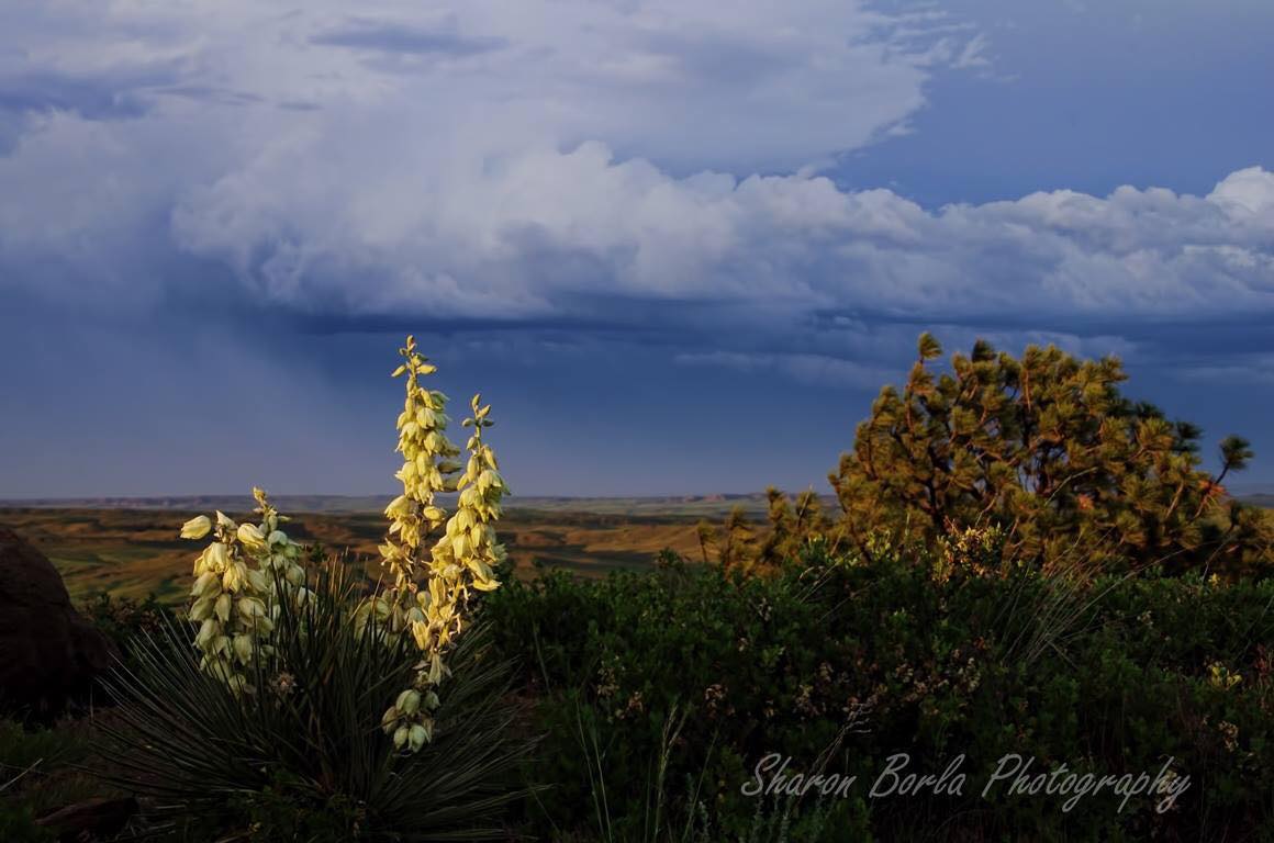 Yucca growing in Rosebud County