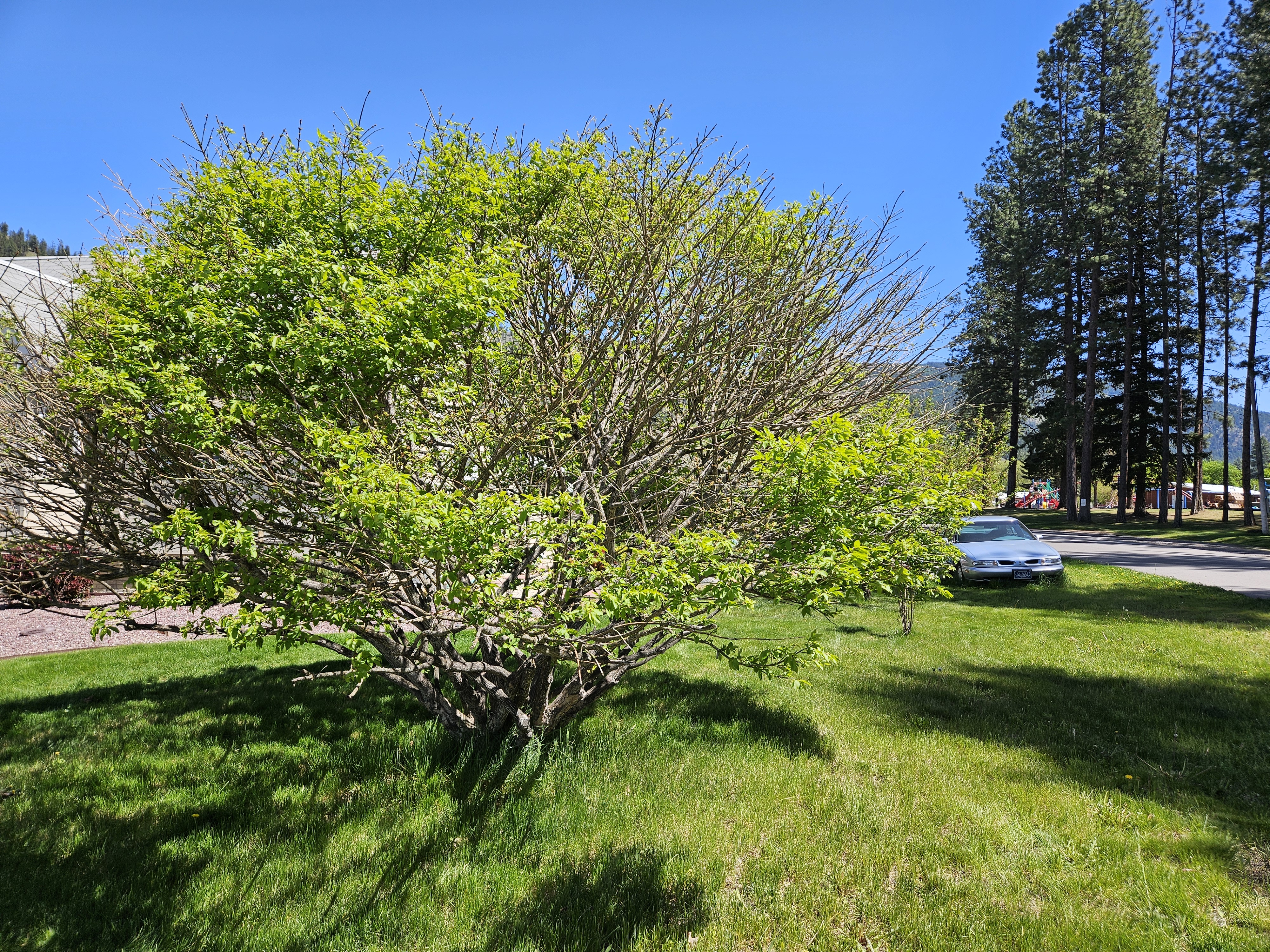 A typical field visit to evaluate a Euonymous (burning-bush) shrub