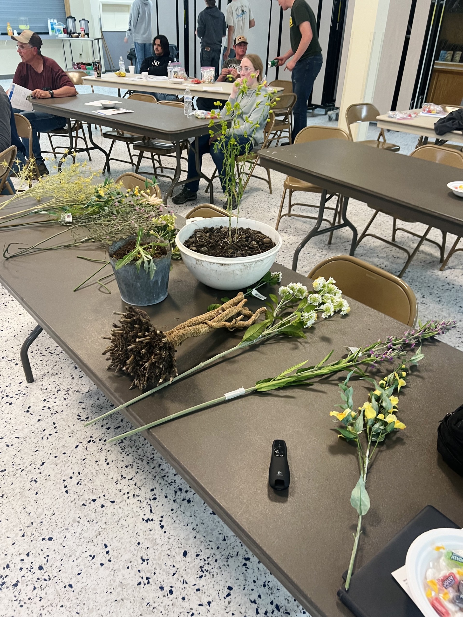 Plants and models used for weed identification presentation. 
