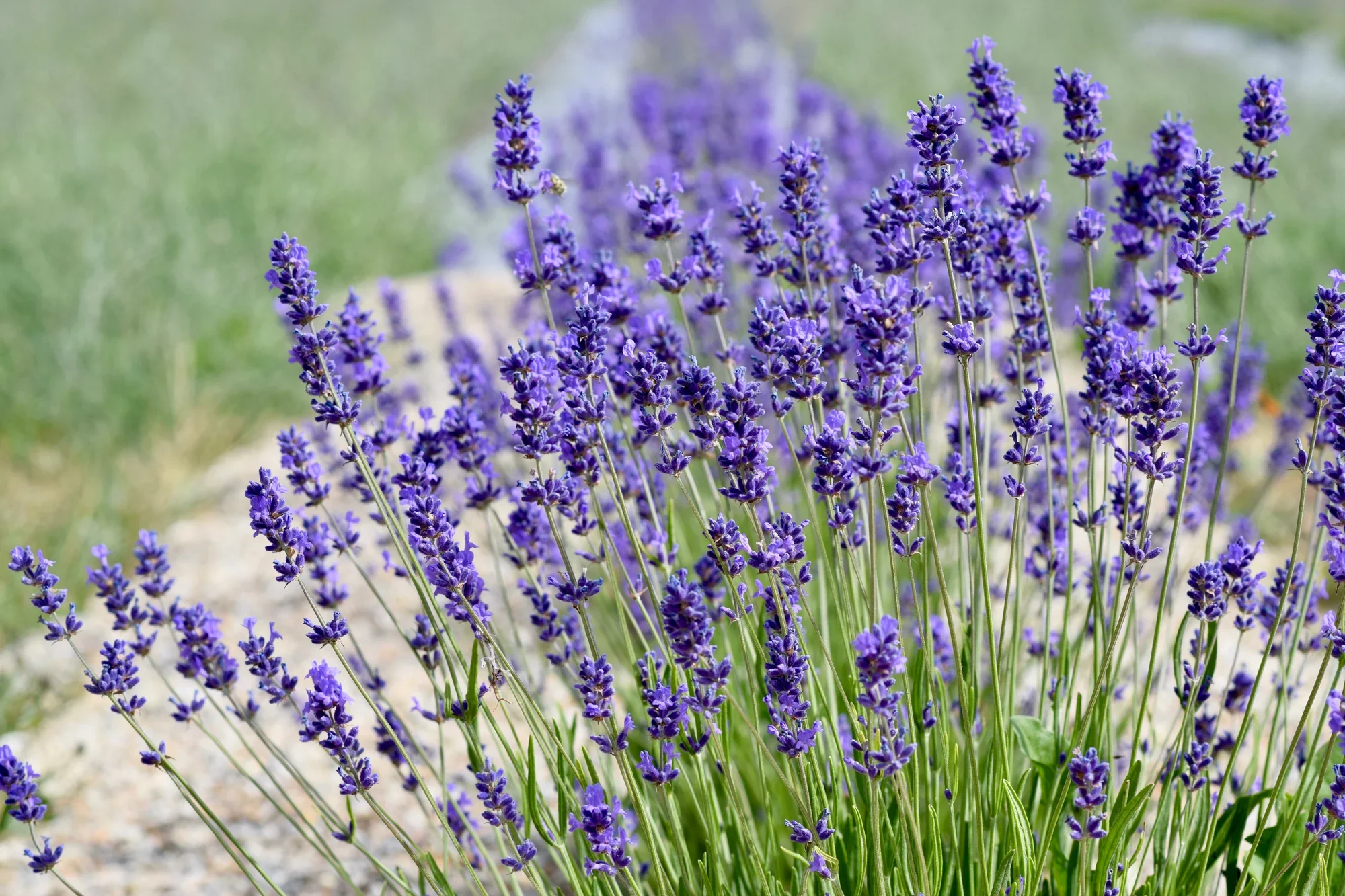 Lavender Field