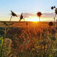 Field with flowers and setting sun