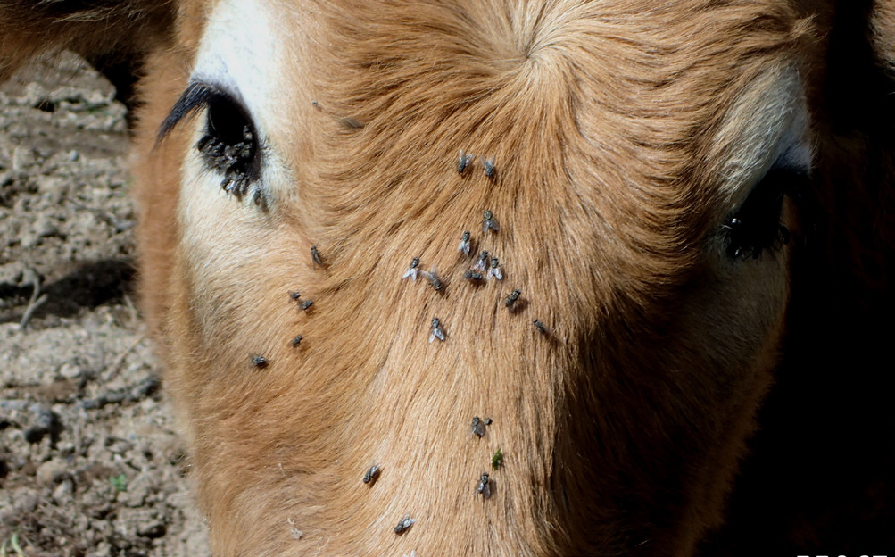 Face flies massed on the face of a dairy cow.