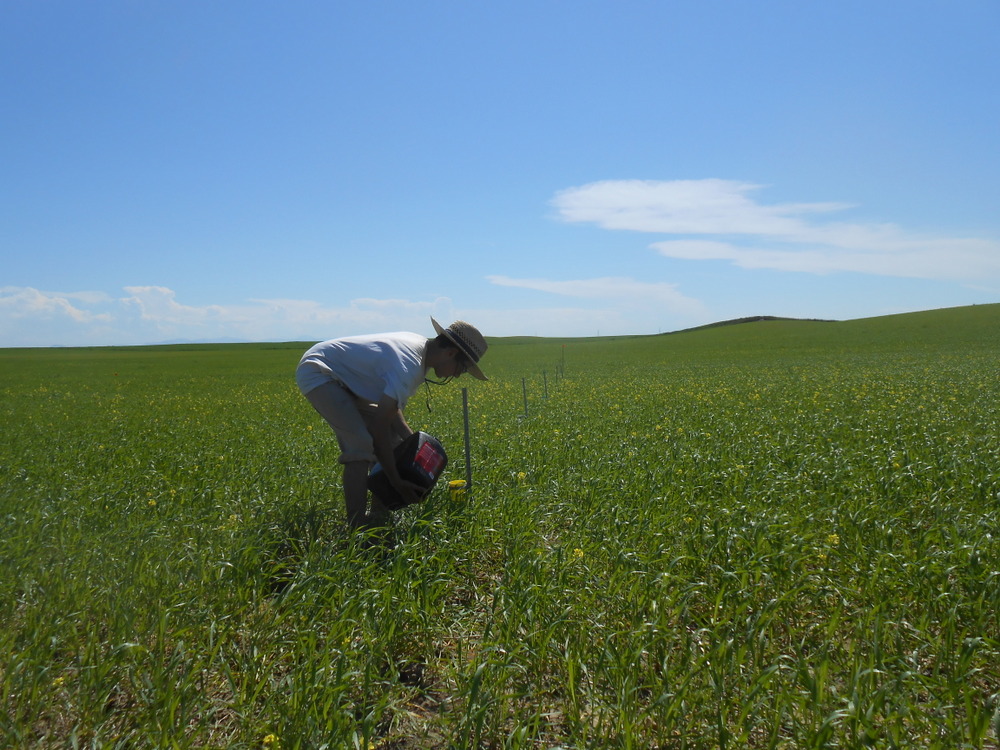 photo of a person in a field, searching for pollinators