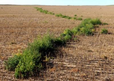 MSU Extension photo of herbicide resistant kochia 