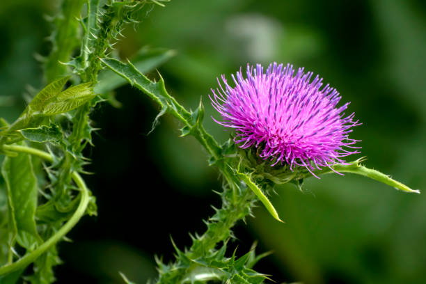 Russian Thistle