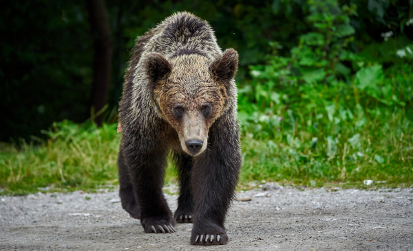 a curious bear sniffing around
