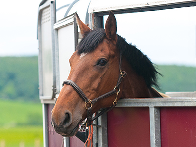 Equine Travel Checklist feature image A horse sticks its head out of the side of a horse trailer.