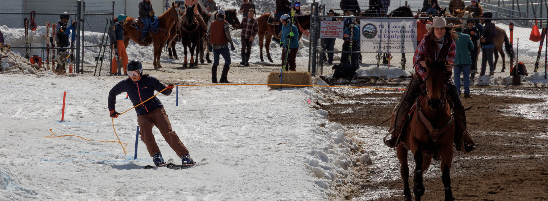 skijoring A horse and rider pull a skier who is holding onto a rope and skiing inbetween colored posts.