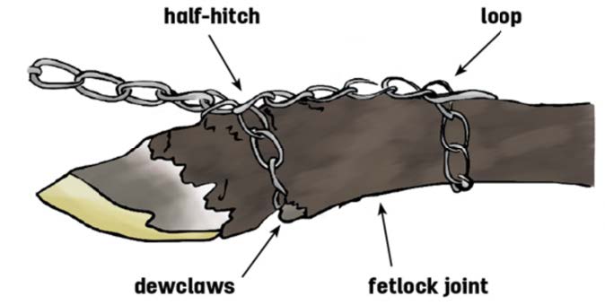 A chain placed on a calfs foot with one loop towards the ankle and the other loop towards the hoof.