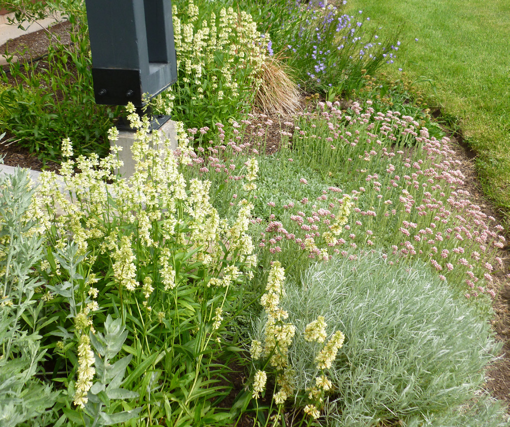 a garden bordered with native flowers