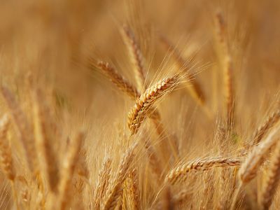 wheat in a field