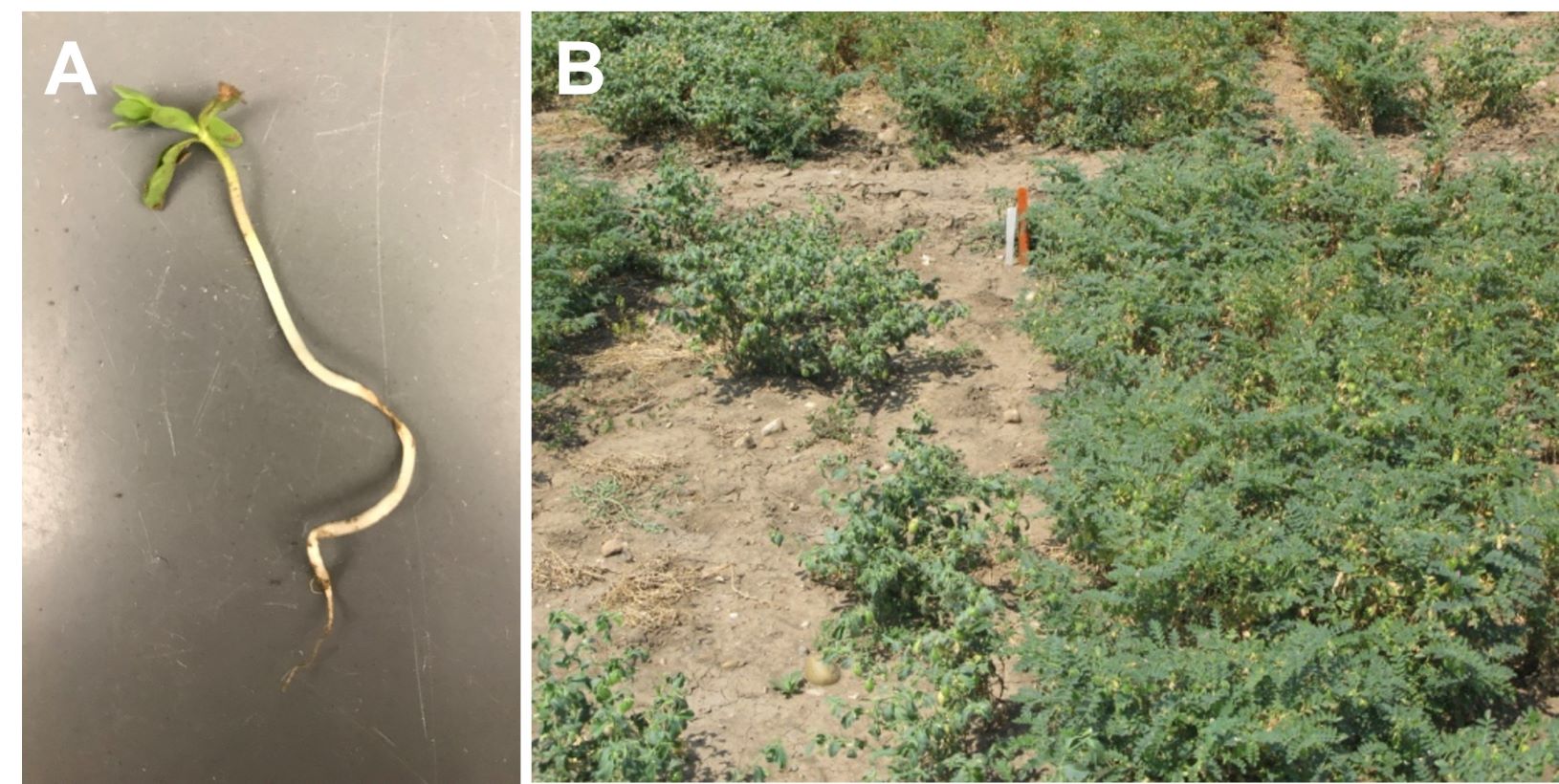 Close up of a damped off lentil and a field comparison of Kabuli and Desi chickpeas, with Kabuli showing more damping off due to being more suceptible