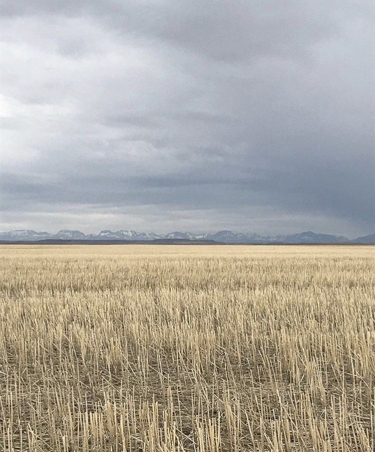 Stubble Field