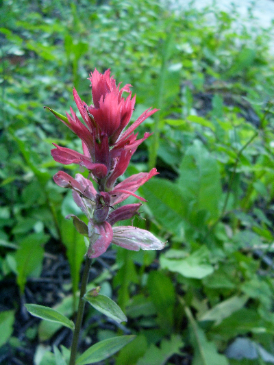 Paintbrush flower