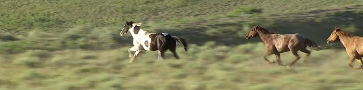 three horses running