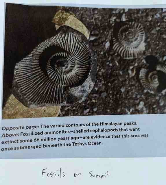 Photo of fossils found on the Everest summit.