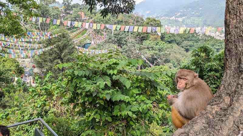 A native monkey sits near a tree while prayer flags hang in the distance.