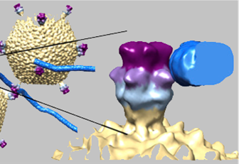 cryo-em image